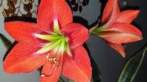 Beautiful Summer Flower Amaryllis Care How To Grow And Care Amaryllis Lily Fun Gardening Youtube