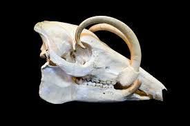 It has two pairs of large tusks composed of enlarged. North Sulawesi Babirusa Wikipedia
