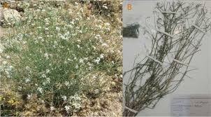 Image result for Kotschya