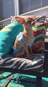 The Itsy Bitsy Bikini Cute Chihuahua Chihuahua Love Cute Animals