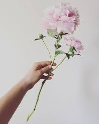 They will become bouquets very soon!thank you for sharing! Floralia Two Flowers On One Stem This Beauty Is Called Sarah Barnhart Flowersmontreal Localflowers Facebook