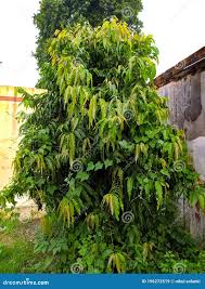 Image result for Monoon longifolium