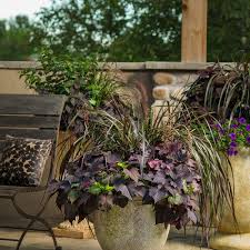 Image result for Stolzia williamsonii