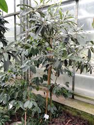 Image result for Brexia