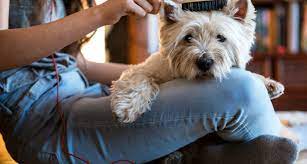 When you combine home grooming and hygiene with regular professional grooming visits, your dog's coat, nails, teeth, ears. Pet Grooming At Home A Cheat Sheet