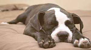 8 Reasons Why Dogs Wag Their Tails While Sleeping Paws Insider
