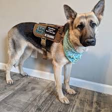 Onetigris Apollo 09 Tactical Harness Service Dog Vests Psychiatric Service Dog Service Dogs Gear