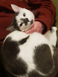 Are there any pet insurance companies in ireland? Ireland Pet Boarding Sitting Grooming Petbacker
