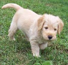 At michigan puppy, we offer. Goldendoodle And Labradoodle Puppies In Michigan Quality Puppies Available