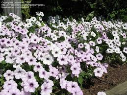 Pin On Petunia