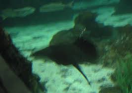 They had one daughter, bindi sue irwin, who was born july 24, 1998. Crikey A Stingray In Memoriam Steve Irwin Rip 4 9 06 Flickr