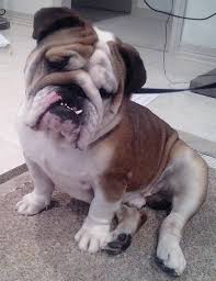 Bulldog rescue organizations by state: Adopt Bently On Petfinder English Bulldog Dog English Bulldog Bulldog