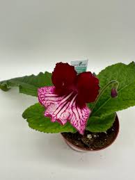Image result for Streptocarpus erubescens
