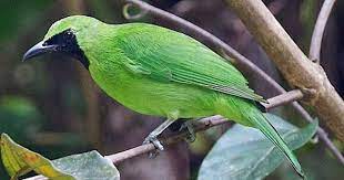 Harga Burung Cucak Ijo Terbaru 2018