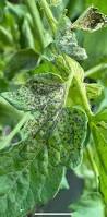 Image result for Septoria leaf spot of tomato