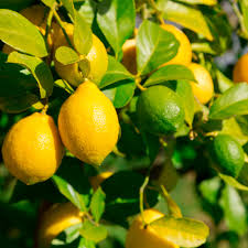 Image result for Citrus × limon