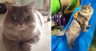 A bone is a rigid tissue that constitutes part of the vertebrate skeleton in animals. Introducing Bone Bone An Enormous Fluffy Cat From Thailand That People Are Going Crazy About