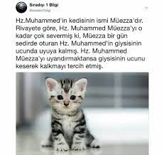 sasusaku adli kullanicinin hizli kaydedilenler panosundaki pin 2021 derin alintilar resimli alintilar hayvan haklari