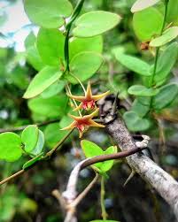 Image result for Elytraria acaulis