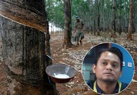 Kondisi yang disebut juga sebagai adenopati ini dapat disebabkan oleh infeksi hingga kondisi lain yang sebelumnya sudah menyerang tubuh. Tiada Kemakmuran Bersama Dalam Rantaian Industri Getah Jika Pekebun Kecil Dan Penoreh Diabaikan Editor Malaysia