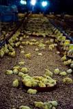 Aviculture — Wikipédia