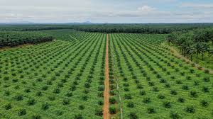 Kuala lumpur kepong berhad (klk) has seen its share price shot up more than three times since the bottom of the global financial crisis in 2008. Plantations Kuala Lumpur Kepong Berhad Klk Malaysia