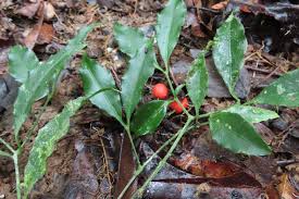 Image result for Crossopetalum