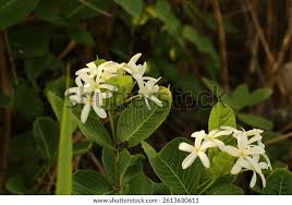 Image result for Holarrhena floribunda