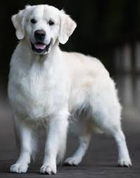 Golden retriever in dogs & puppies for sale. White Golden Retriever Puppies Near Me