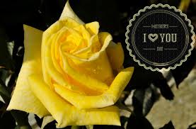 Same day delivery service throughout . Yellow Rose Mother S Day Card Free Stock Photo Public Domain Pictures