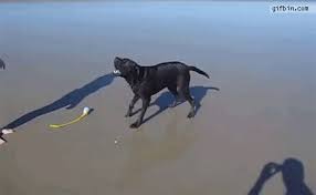 The best gifs are on giphy. Dog Squirts Water Out Butt When Barking Best Funny Gifs Updated Daily