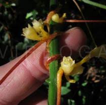 Image result for Cuscuta kilimanjari