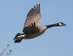 May 1st national mother goose day, september 29th national goose day or saint michaelmas day. Canada Goose Rio Wiki Fandom
