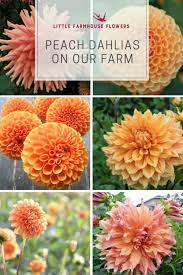 Pin On Flower Farm