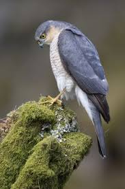 Small Birds Of Prey South Africa European Sparrowhawk Sparrowhawk Raptors Bird Birds Of Prey
