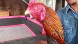 Ramalan shio ayam tahun 2021 memprediksi bahwa ini akan. Tradngon Ayam Antoni Putra Martadipura Melatih Fisik Ayam Aduan Youtube Shamotradngon Adalah Ayam Silangan 3 Darah Yang Terdiri Dari Ayam Shamo Ayam Bangkok Trad Misalnya Penjantannya Shamo Biangnya Tradngon Atau