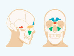 Sinus Cavities In The Head Anatomy Diagram Pictures Most people have twelve pairs of ribs that look the same on the right and left side. healthline