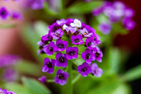 Before that, they were of sporadic use only. 15 Fragrant Flowers For A Sweet Smelling Garden