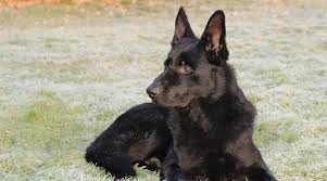 Confident german shepherds also learn commands faster than other breeds. Black German Shepherds Puppies Genetics More With Pictures