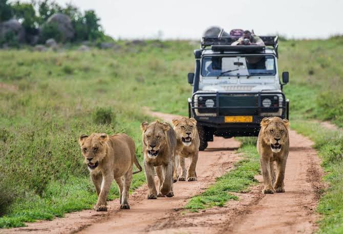 Uganda Safari costs explained.
