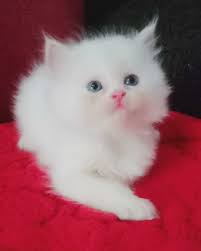 Persian Cat price Bhubaneswar - mrnmrspet - Medium