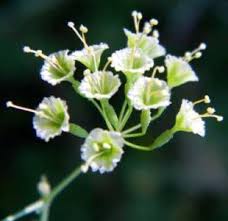 Image result for Commicarpus helenae