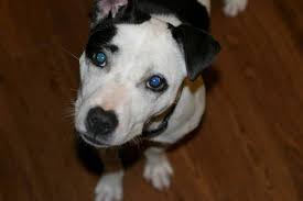 Aktuelle preise für produkte vergleichen! Maggie Jack Russell Terrier Labrador Mix Spay Shots Utd For Sale In Statesboro Georgia Classified Americanlisted Com