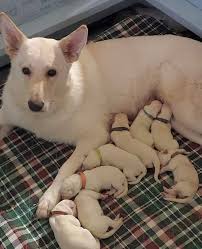 Wwk White Shepherds White Swiss Shepherds Home Facebook