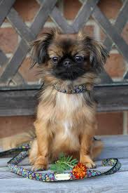Specializing in liver and black purebred shih tzu puppies in southeast virginia buddy and abby Bb S Imperial Shih Tzus Home Facebook