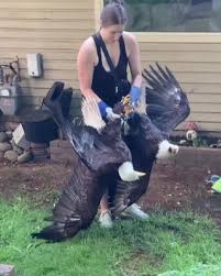 Two Mighty Bald Eagles Engage In A Battle So Intense They Get Entangled Together