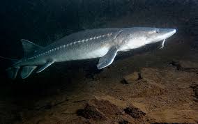 Great sturgeon ( husohuso ) белуга persian sturgeon ( acipenserguldenstadtipersicus ) персидский осетр russian sturgeon ( acipenserguldenstadti ) русский осетр spiny sturgeon. White Sturgeon Wikipedia