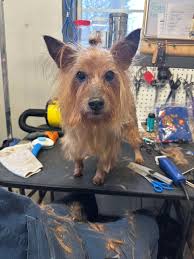 Low Ground Kennels Deer Recovery Services for 2024 in Franklin and  Granville Counties