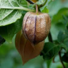 Image result for Physalis viscosa