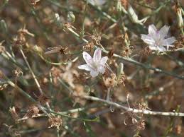 Image result for Iphigenia pauciflora